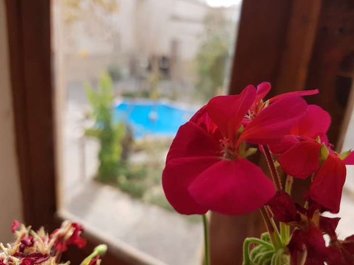 red flower