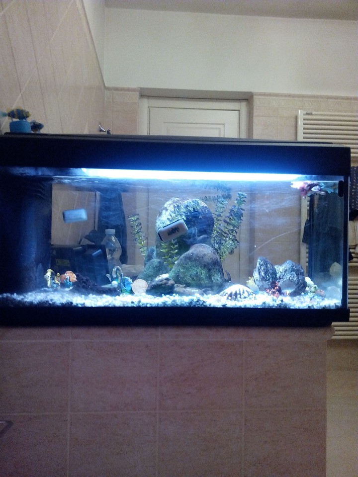 Fish