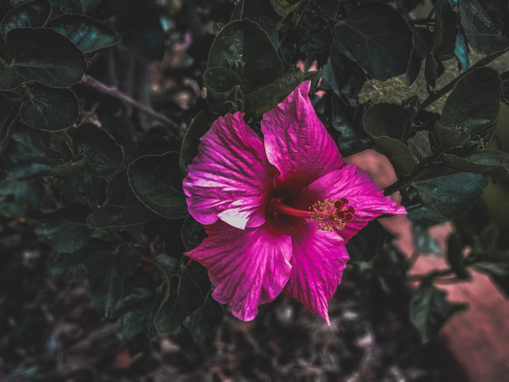 flower
