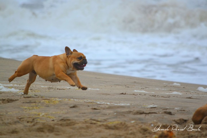 Cira ... run !