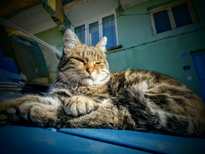 kedi