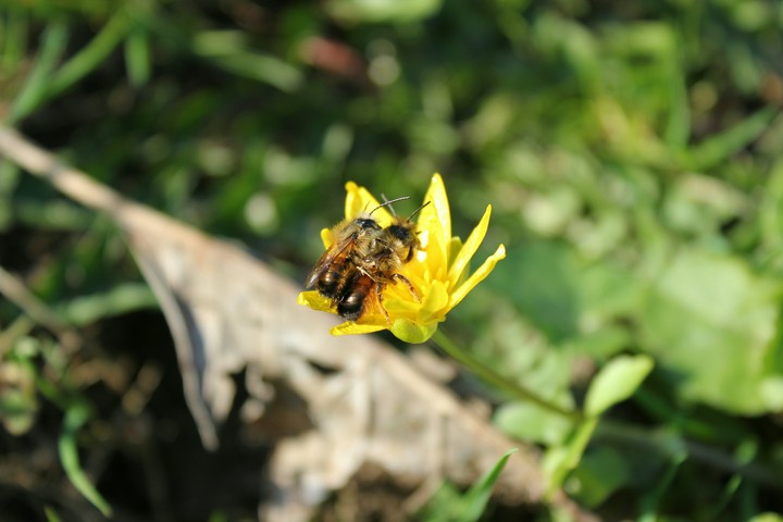 Insects