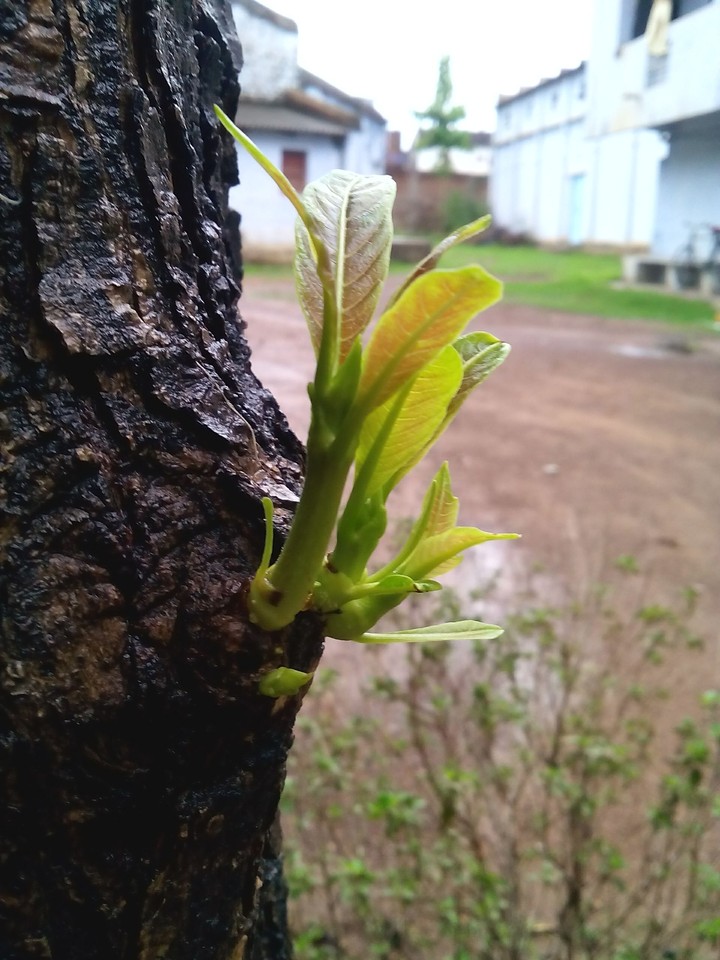 Old but Rising tree