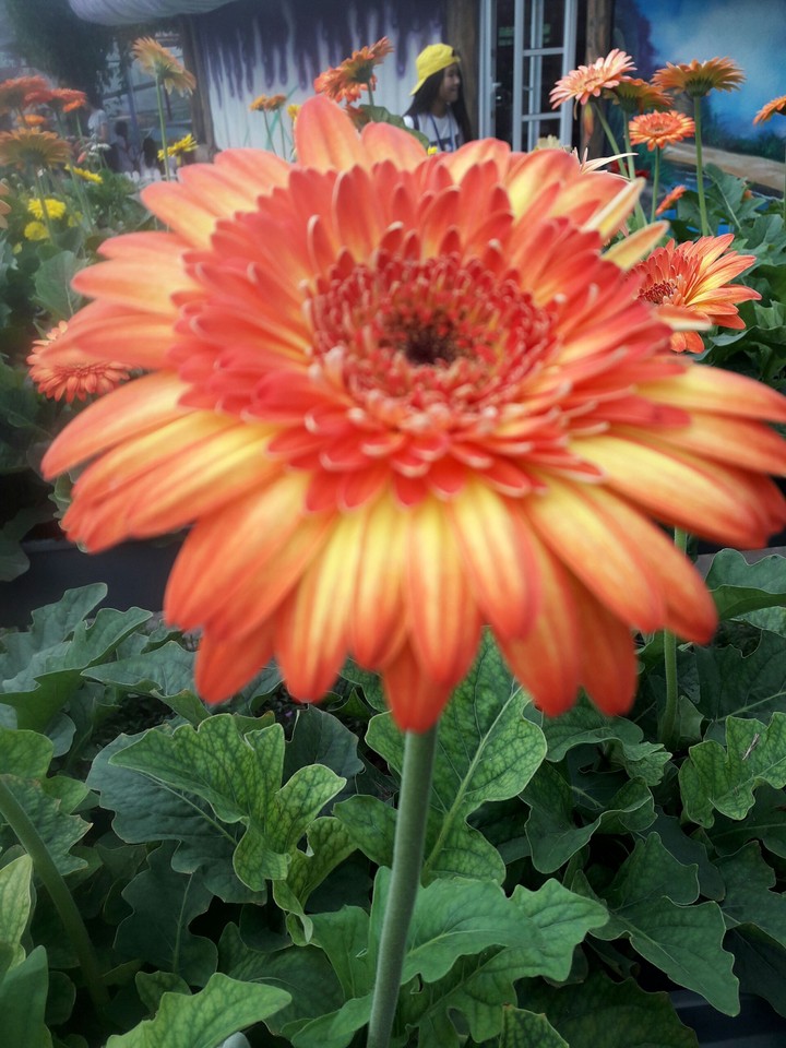 flower