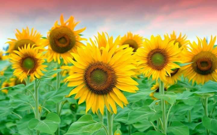 sunflower
