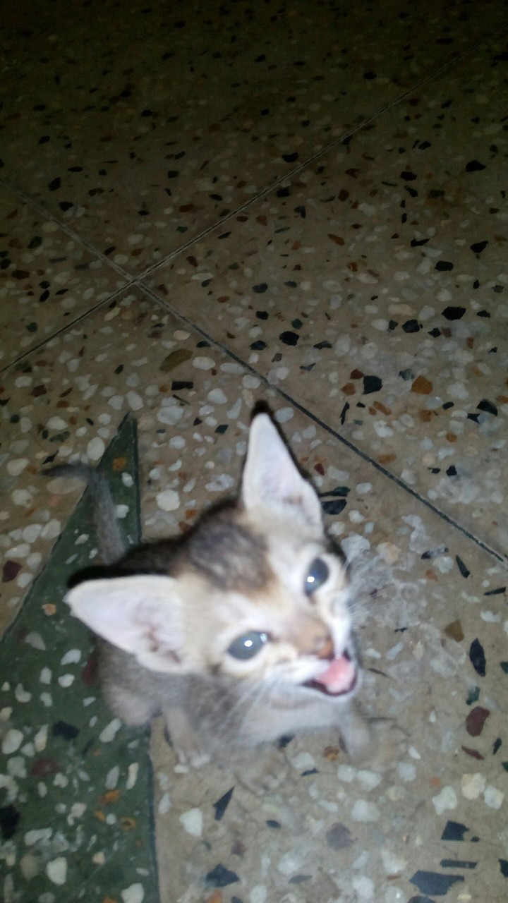 cat