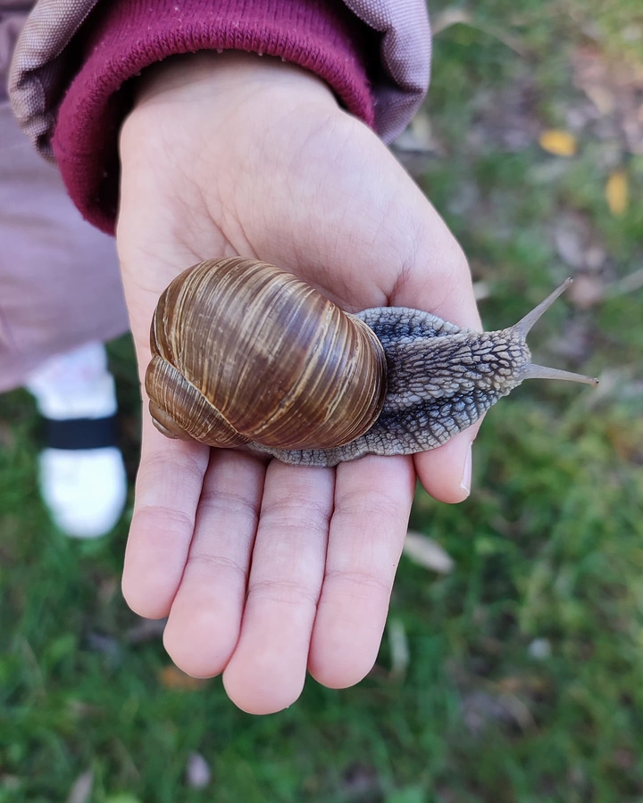 snail
