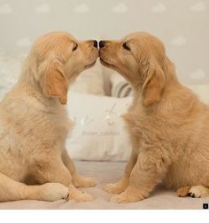 Beautifull fotoghrafic of dogs.