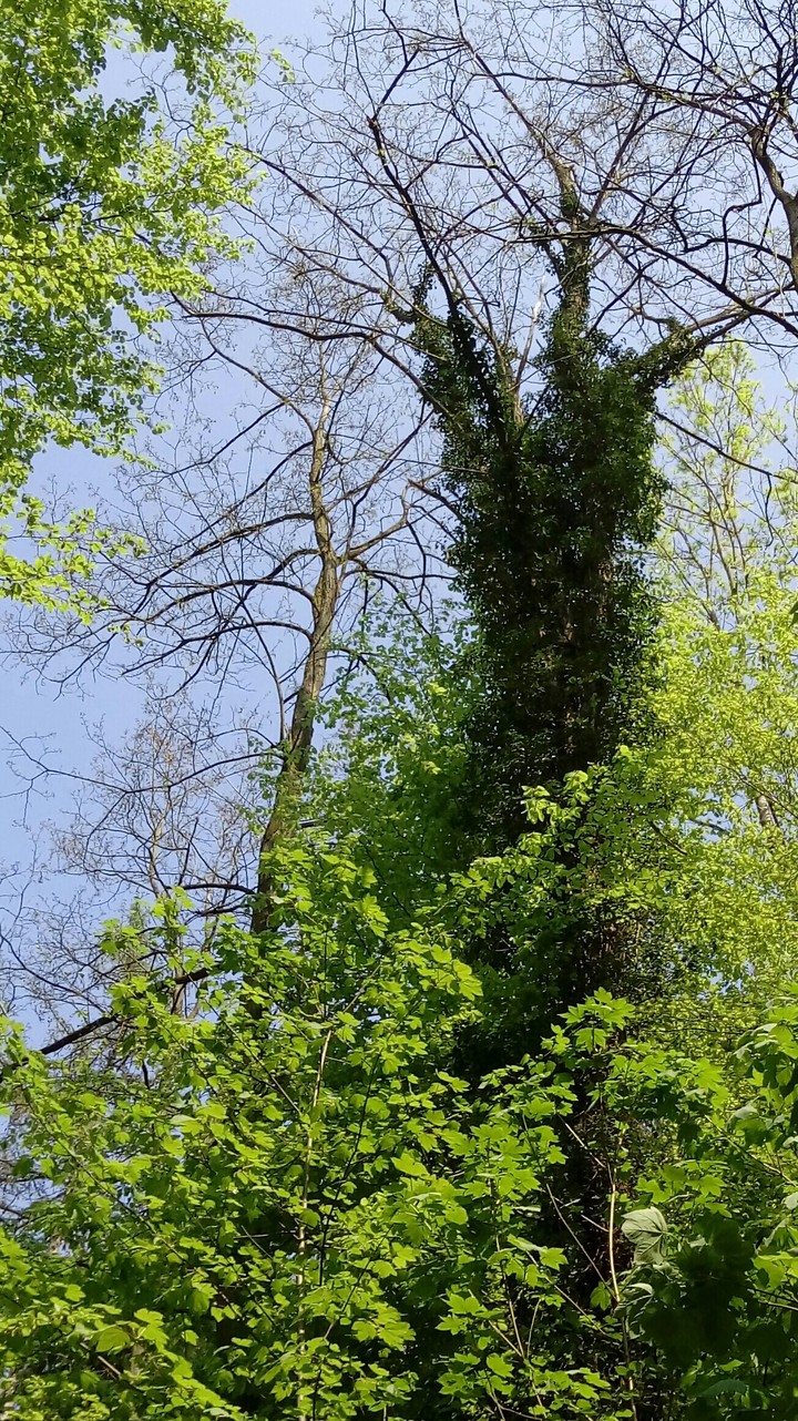 Forest 2