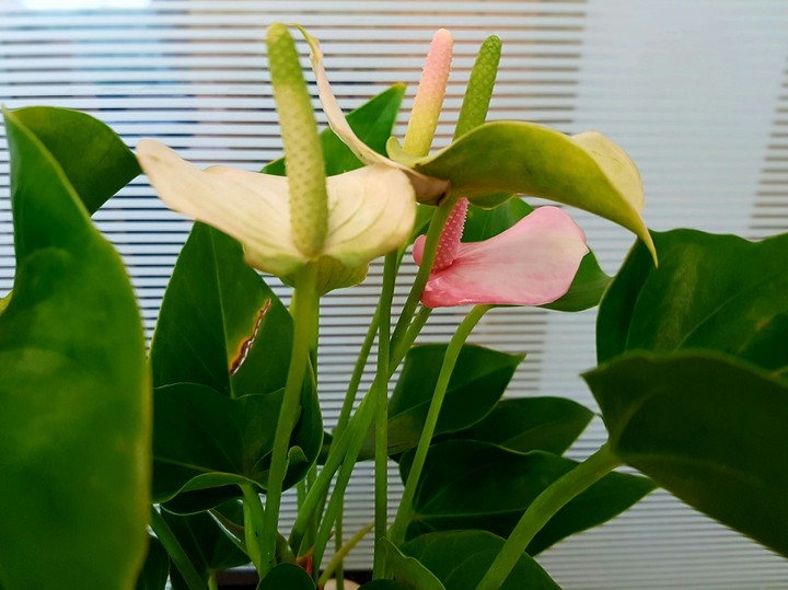 Lilly flower