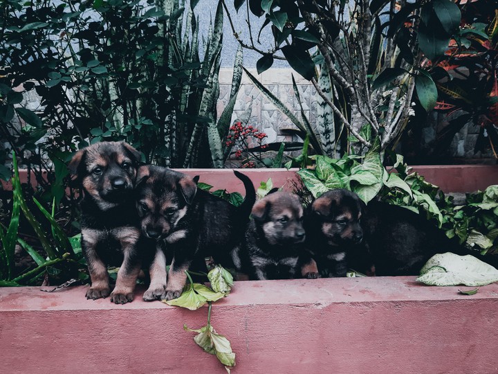 baby dogs