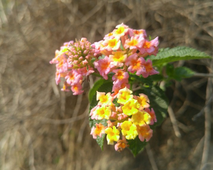 tiny little flower bunch