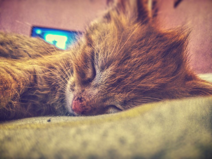 cat sleeping