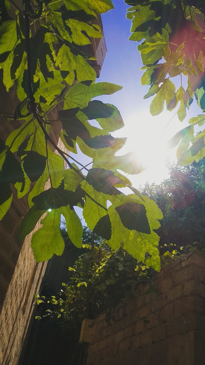 Leafs and sunshine