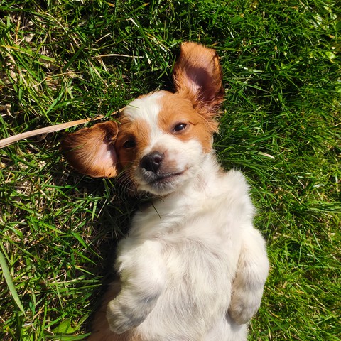Happy Little dog ? follow on Instagram: archiethebreton