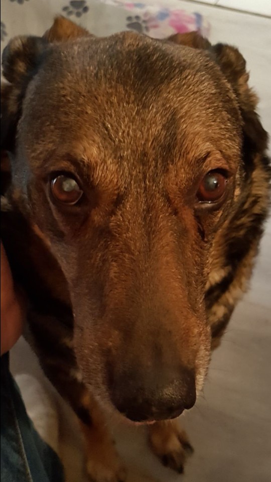 iiii