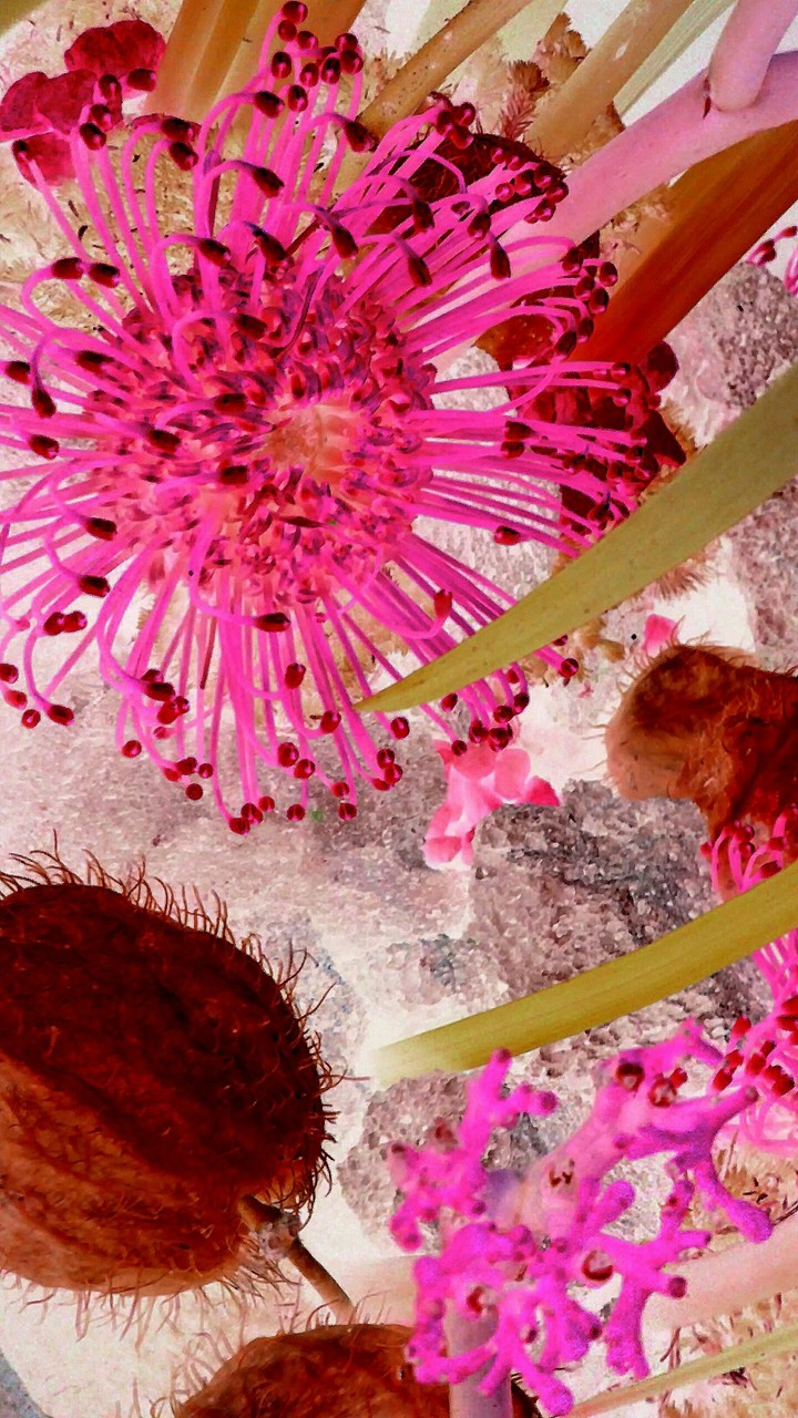 pink illusion