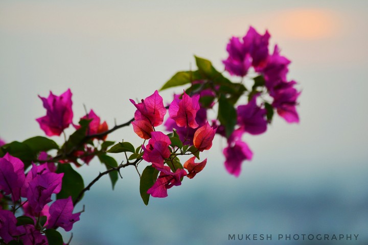Flowers