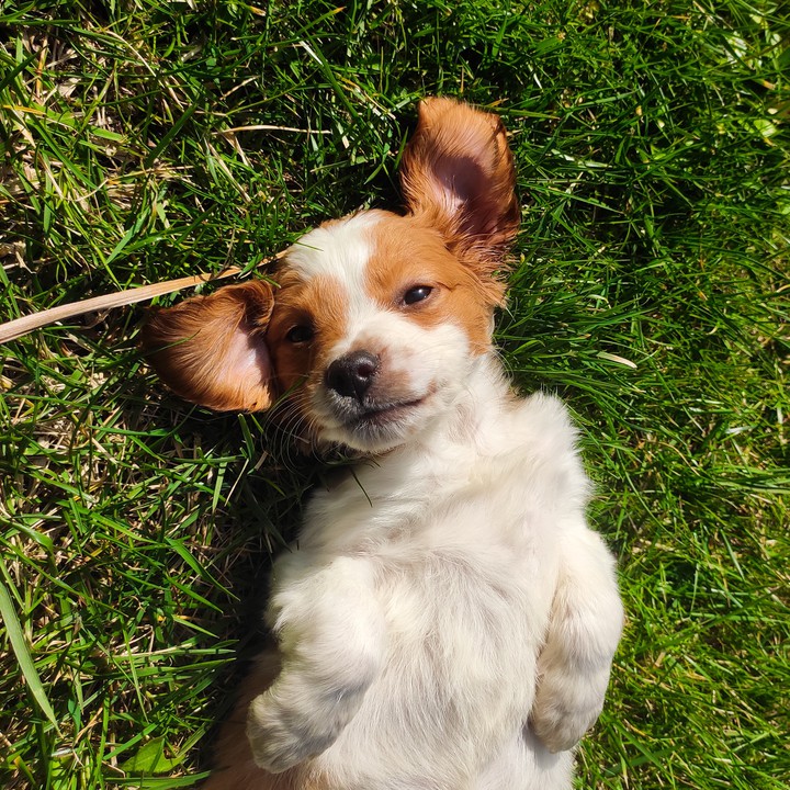 Happy Little dog  ? follow on Instagram: archiethebreton