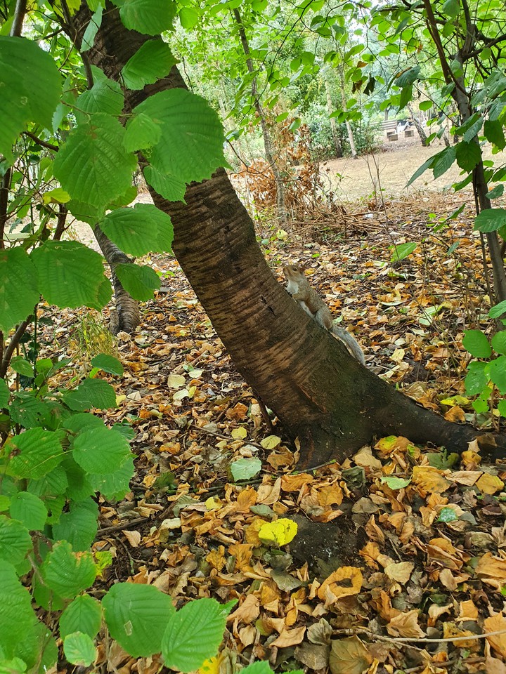 nature