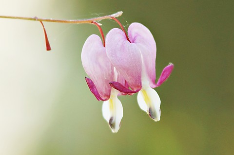 ταπετσαρίες pink, flower