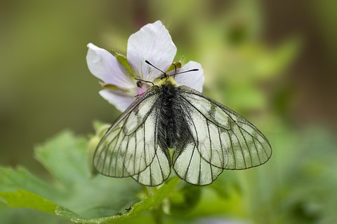 plant, insect duvar kağıtları