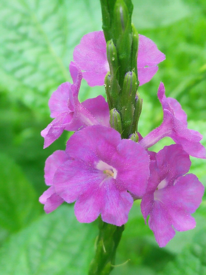 Pink flowers