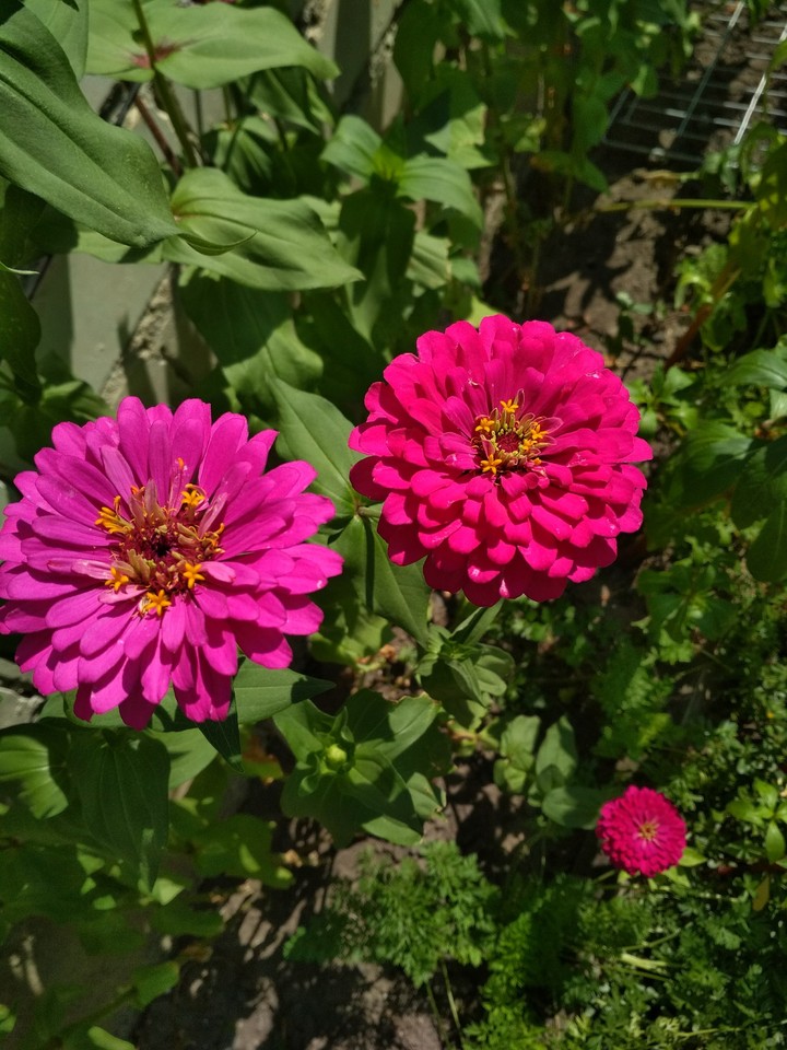 One flower two shades