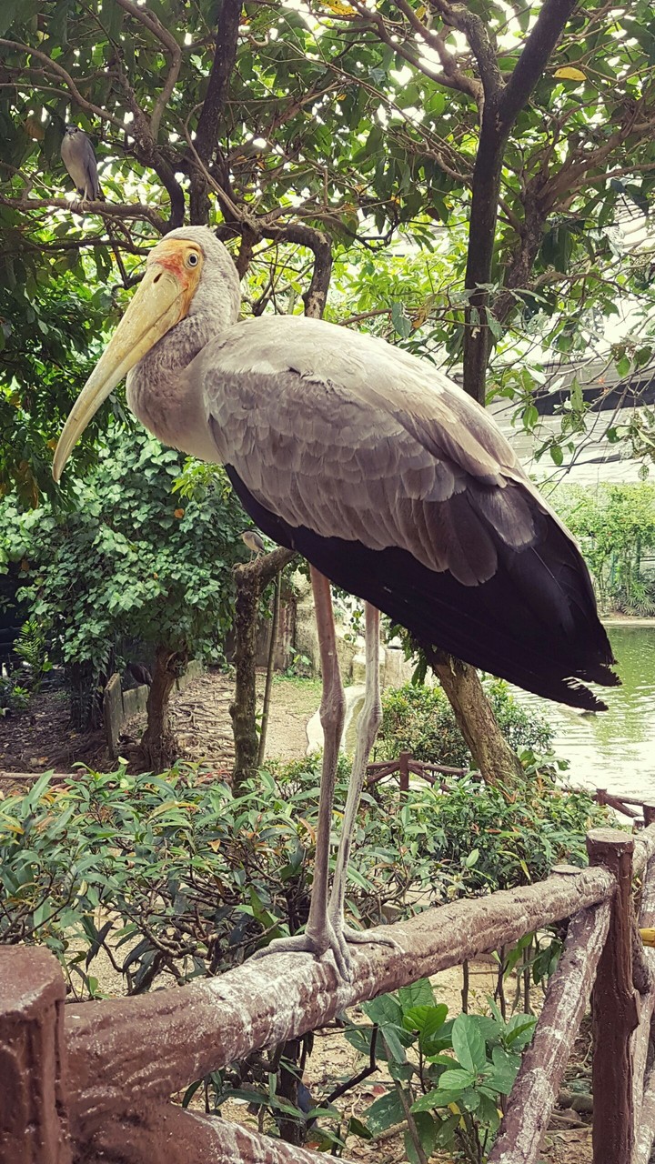 Big bird