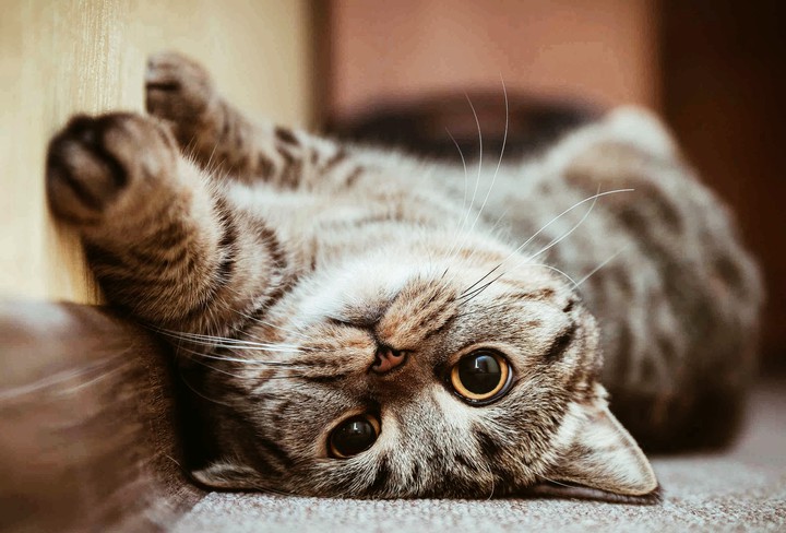 Cute Cat (=^･ｪ･^=)