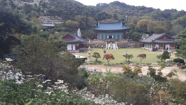 구절초
