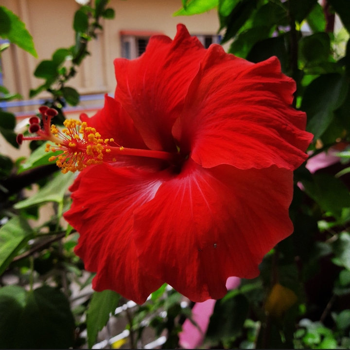 Hibiscus