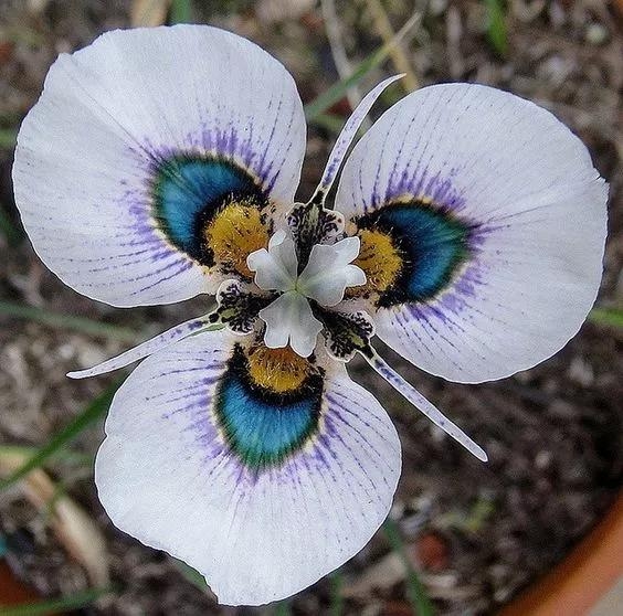 花