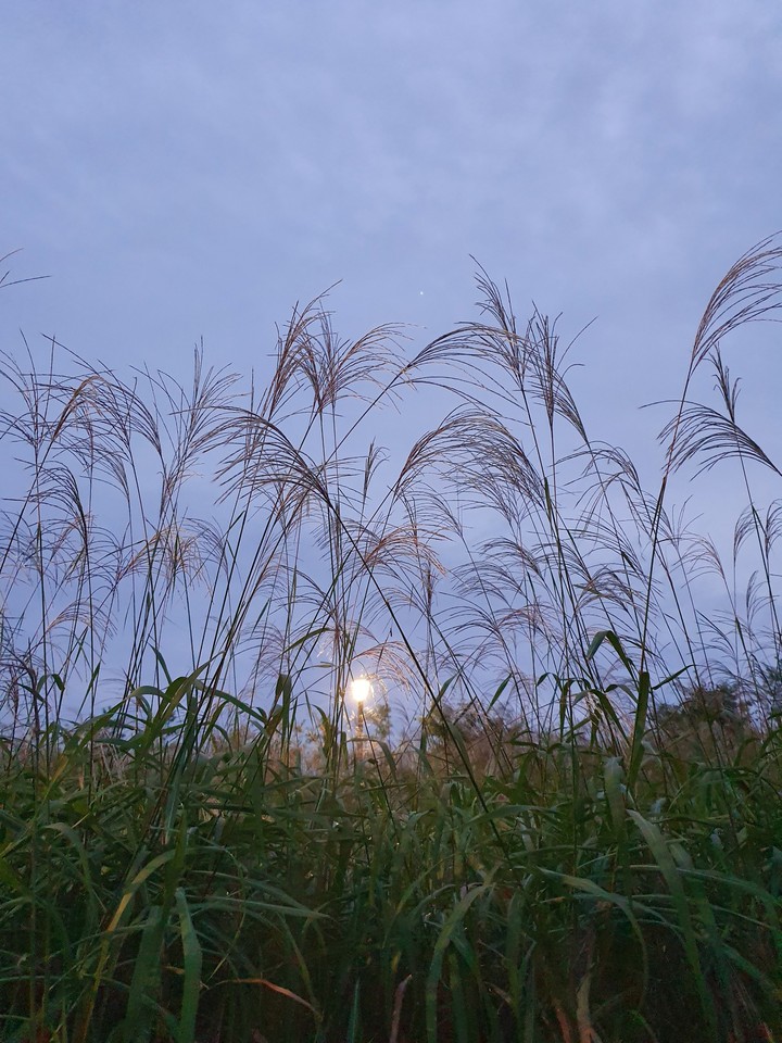 evening