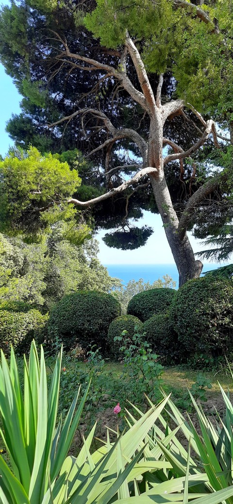 hình nền landscape, tree