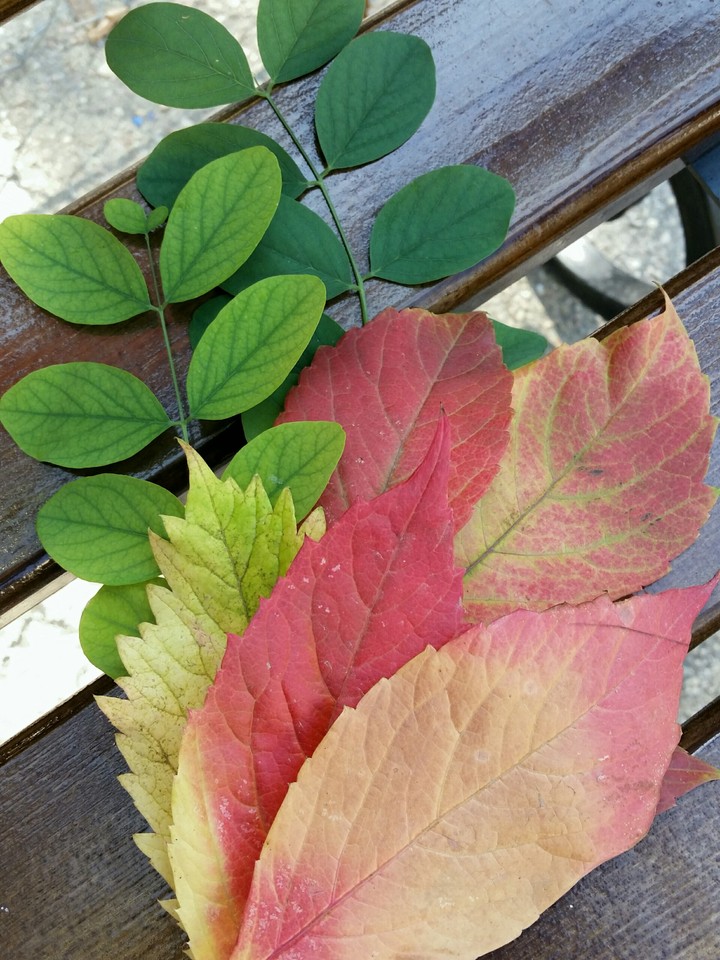 Autumn colours
