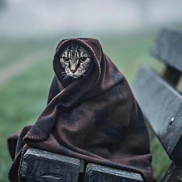 miyav