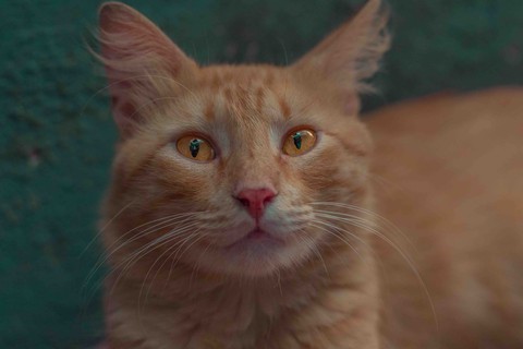 feline