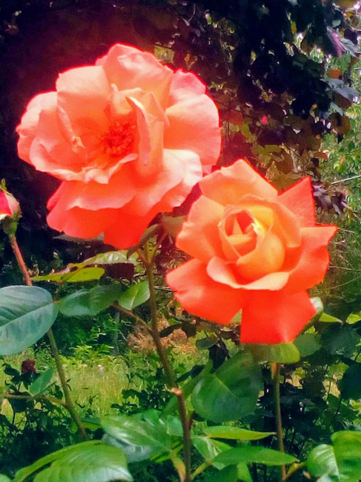 Rosa iluminaria
