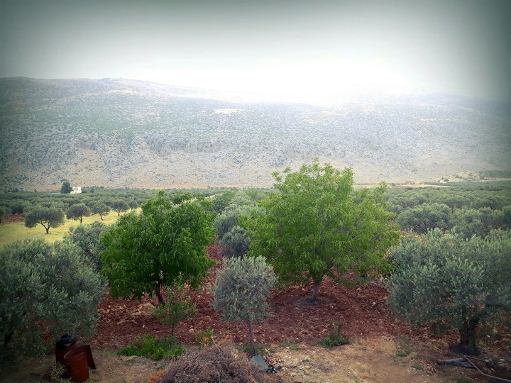 olives trees