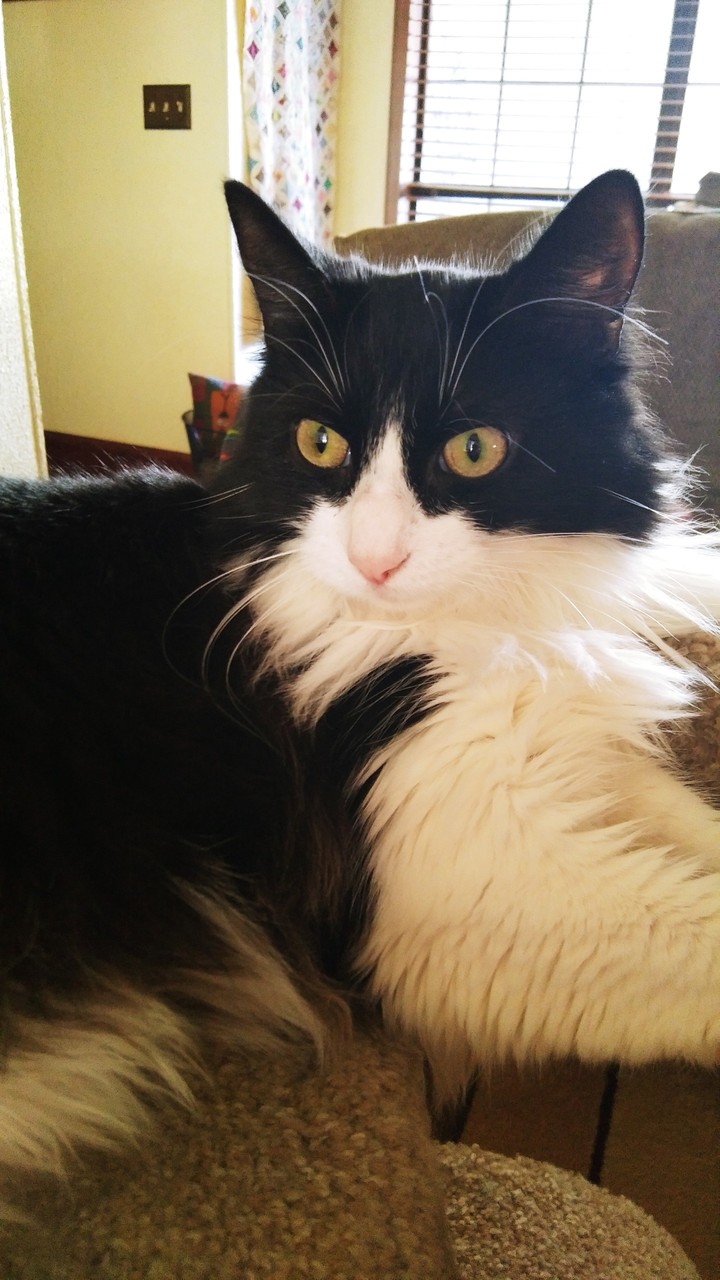 Lewis cat ?