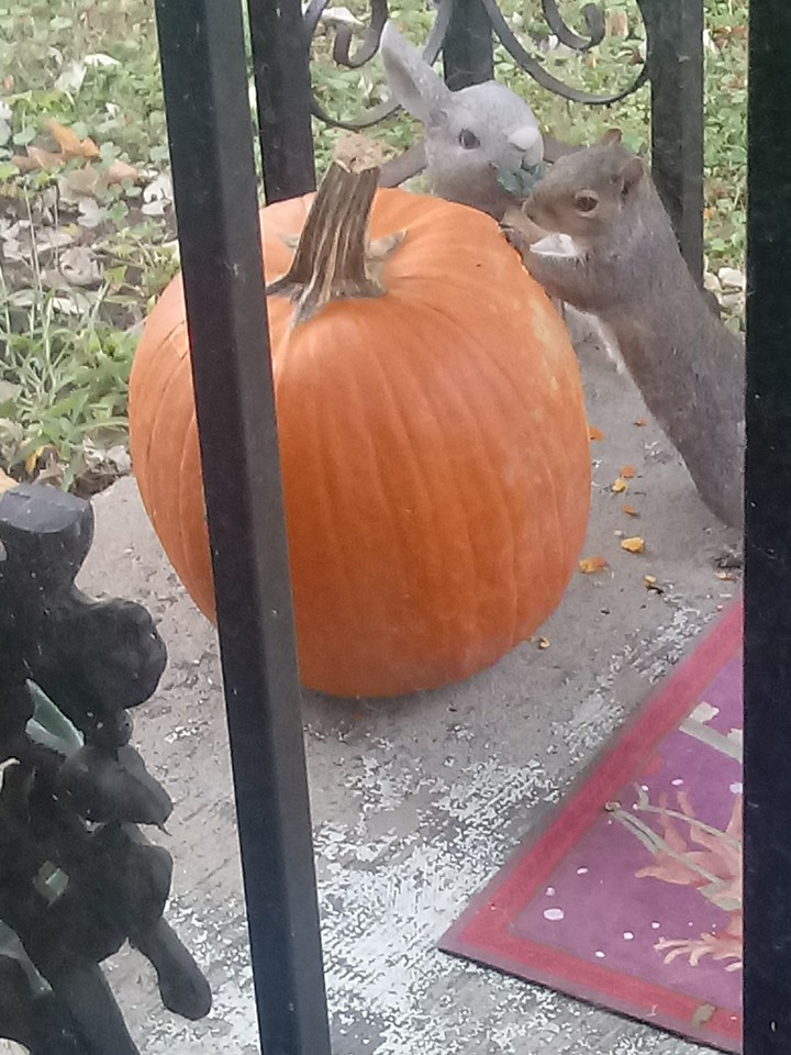 Squirrel Eating A Pumpkin