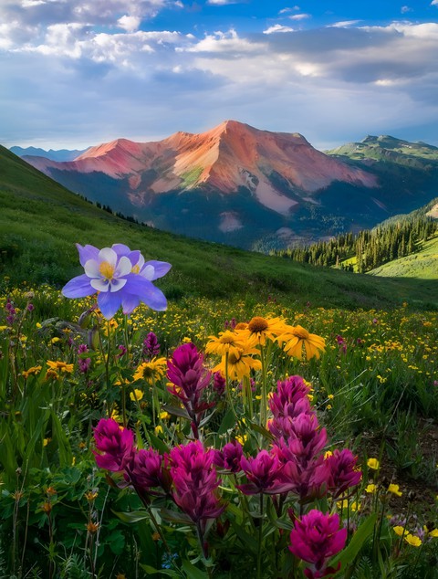flowers, mountain壁纸