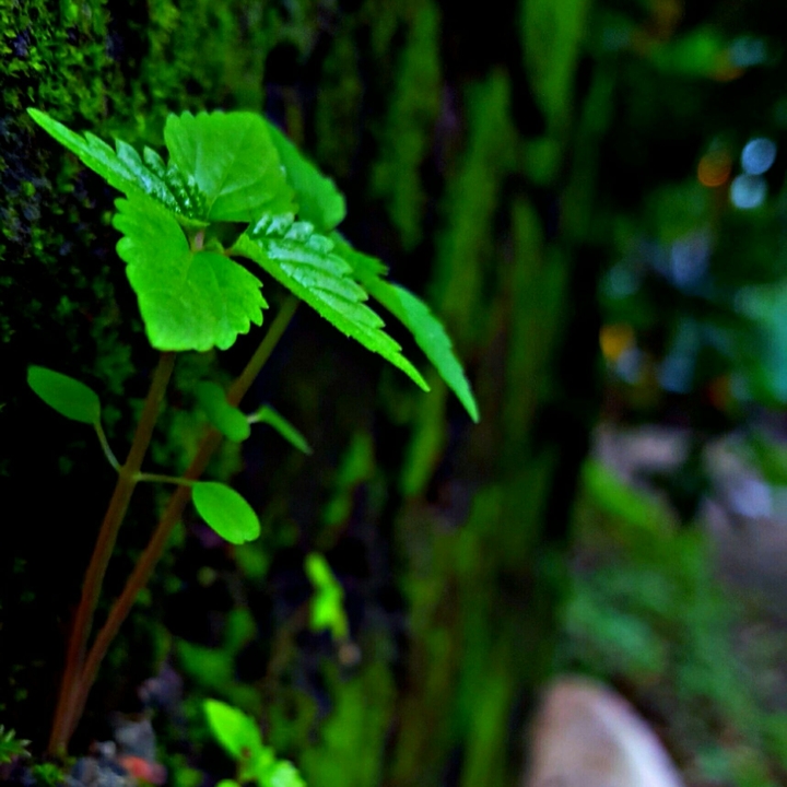 Nature