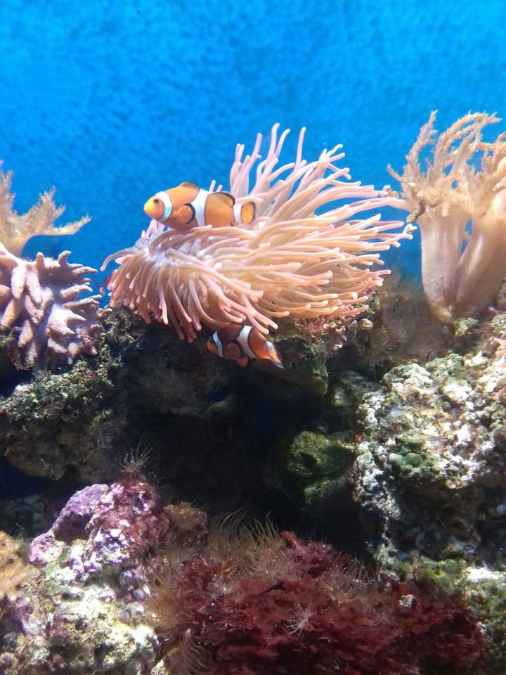 clown fish