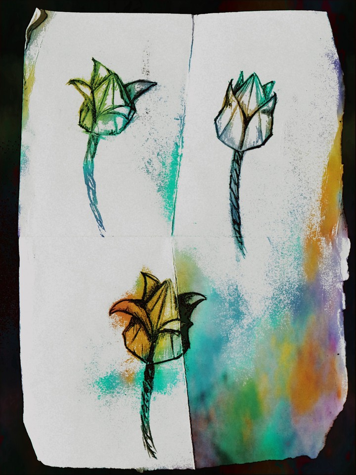 Tulip