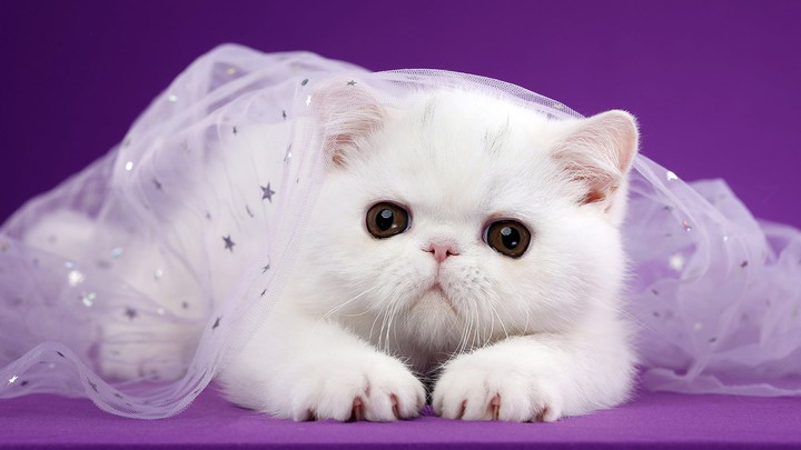 cute