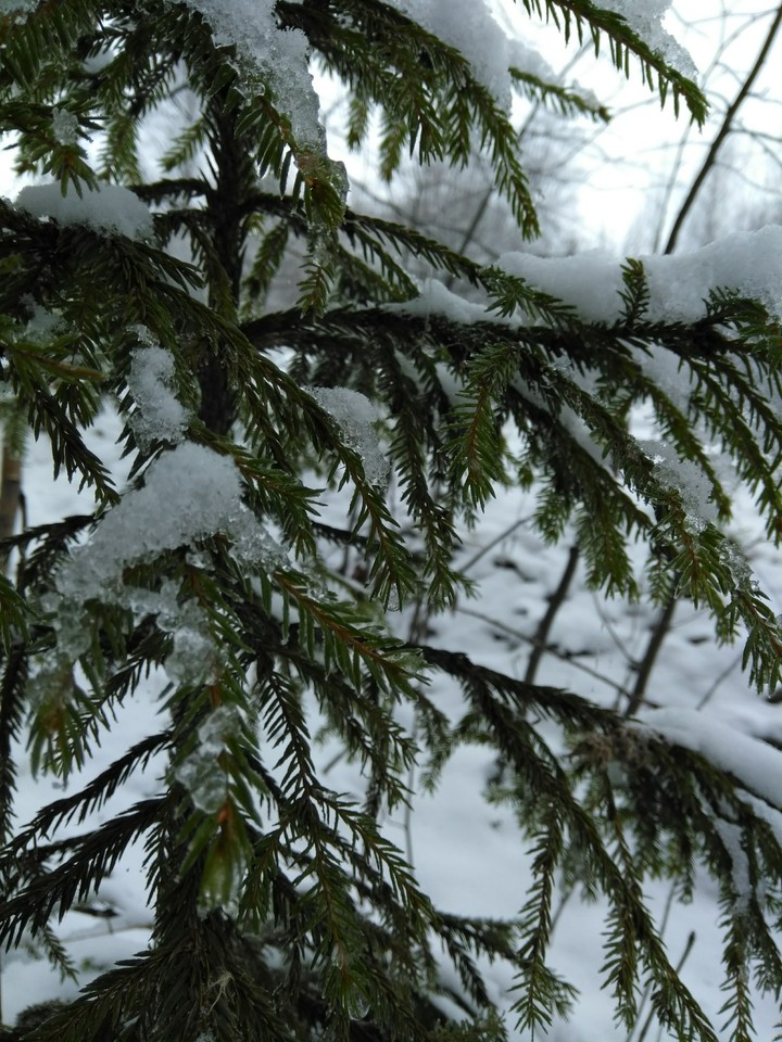 Snowy spruce