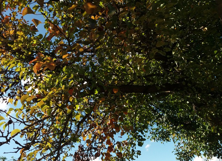 Autumn 