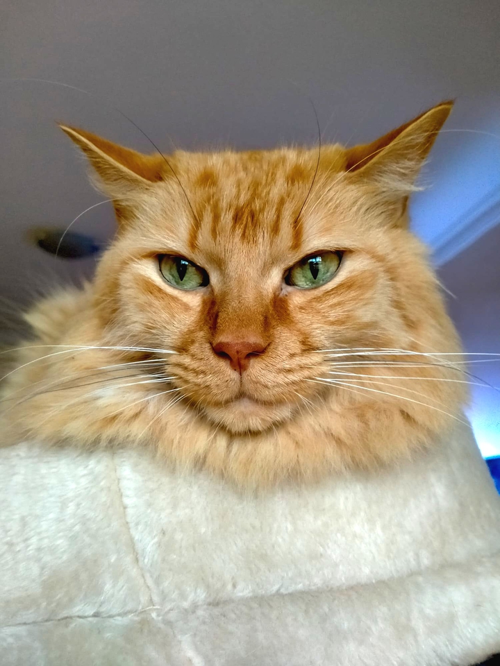 cat
